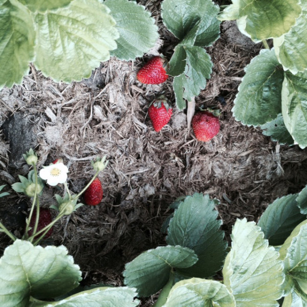 How to grow strawberries with elephant dung Africa Geographic