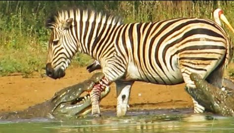 Video: Zebra escapes the clutches of a crocodile - Africa Geographic