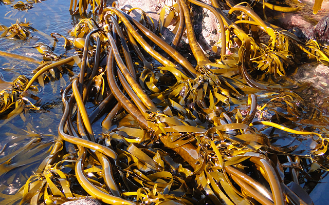 seaweed