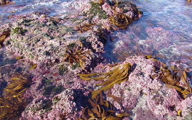 seaweed