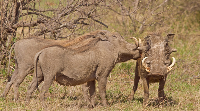 warthogs