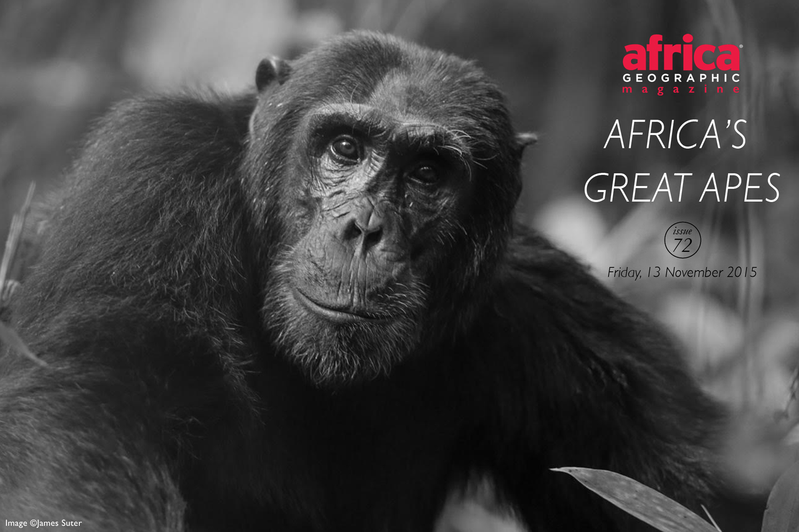 africasgreatapesissue72 Africa Geographic