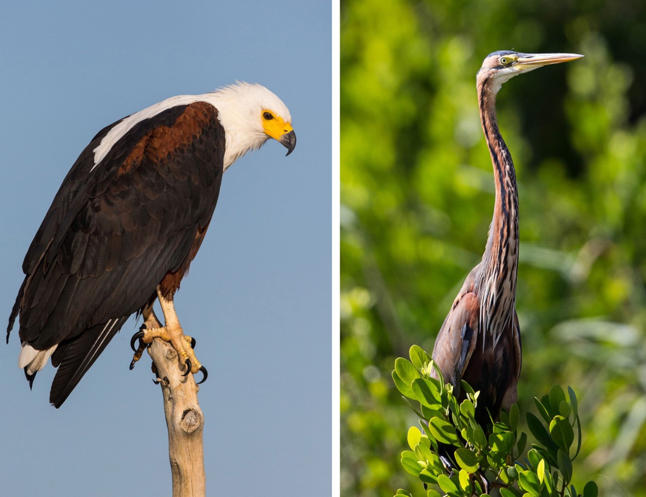 iSimangaliso is a twitcher's paradise ©Scott Ramsay, www.LoveWildAfrica.com