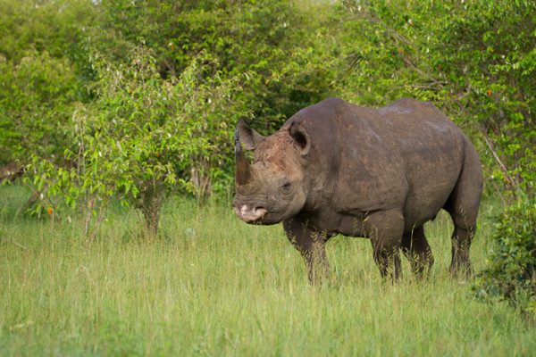 Rhino tracking with the poacher that became the protector - Africa ...