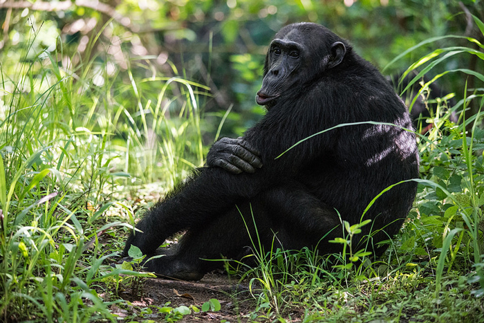 chimp trekking