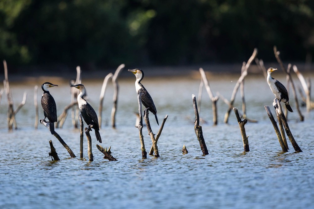 Cormorants sit on traditional fishing traps ©Scott Ramsay, LoveWildAfrica.com