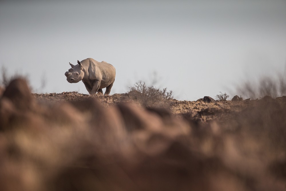 Tracking desert-adapted rhino with Save the Rhino Trust