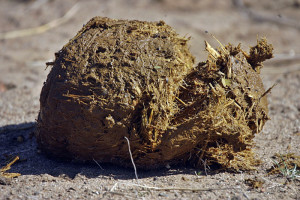 elephant dung