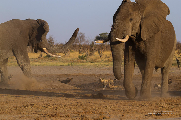 Wild dogs vs. elephants - Africa Geographic