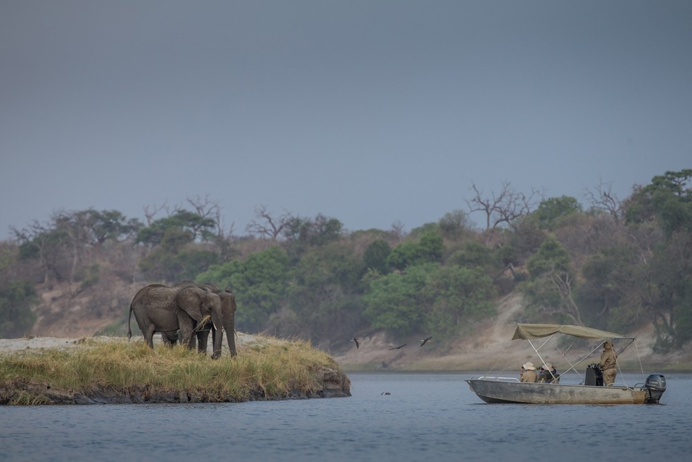 Elephants from a boat cruise on the Chobe River