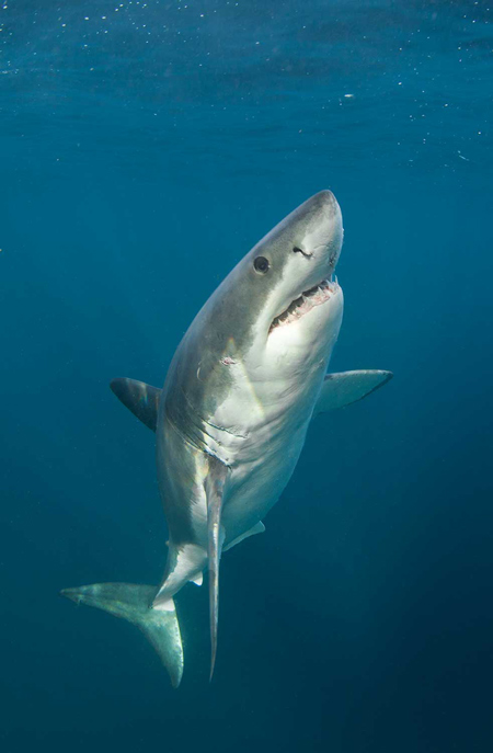 great-white-shark-cape-town - Africa Geographic