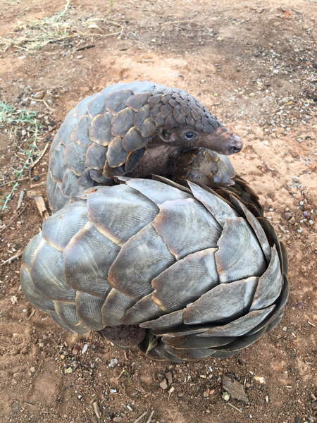 Six pangolins rescued in Zambia - Africa Geographic