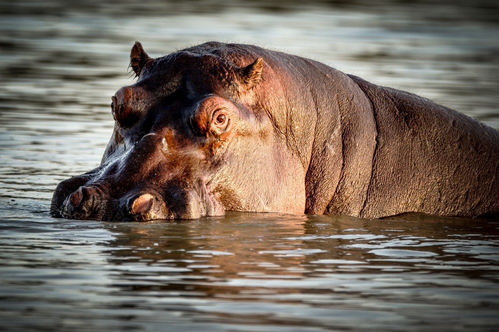 There’s something for everyone to get excited about at iSimangaliso ©Jacques Marais