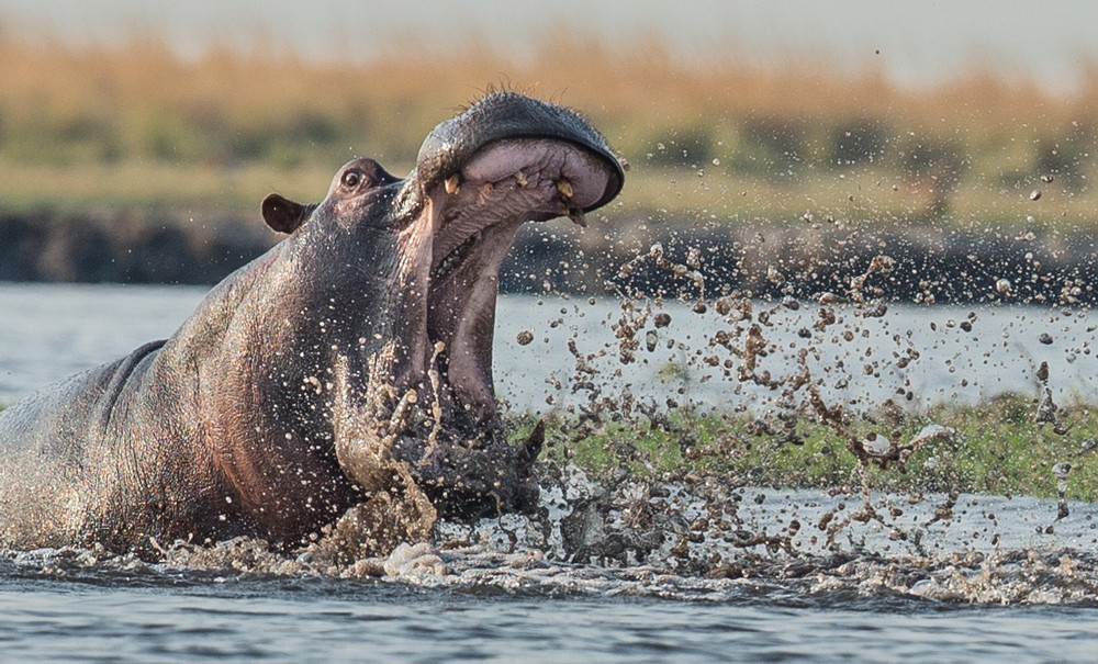 A hippo has a good splash in the Chobe River