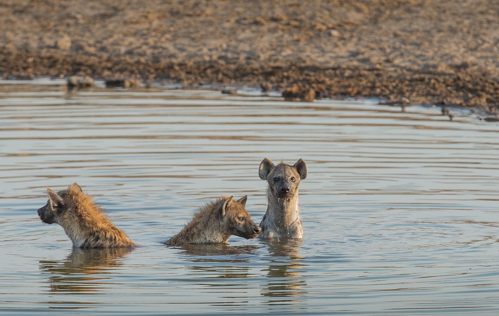 Hyenas take a dip to cool down.