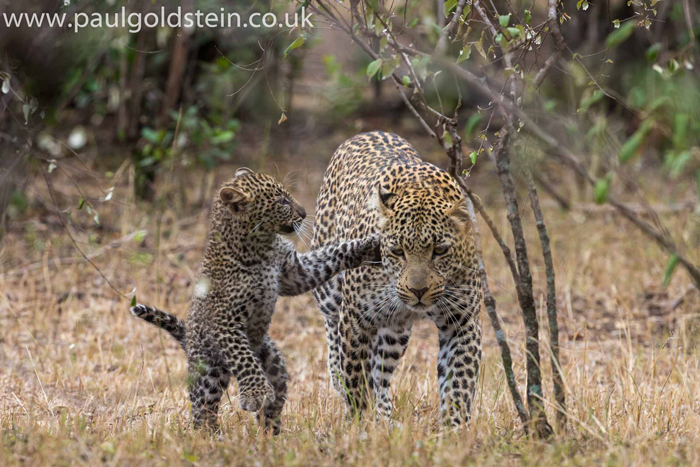 Adorable images of a leopard and her cub - Africa Geographic