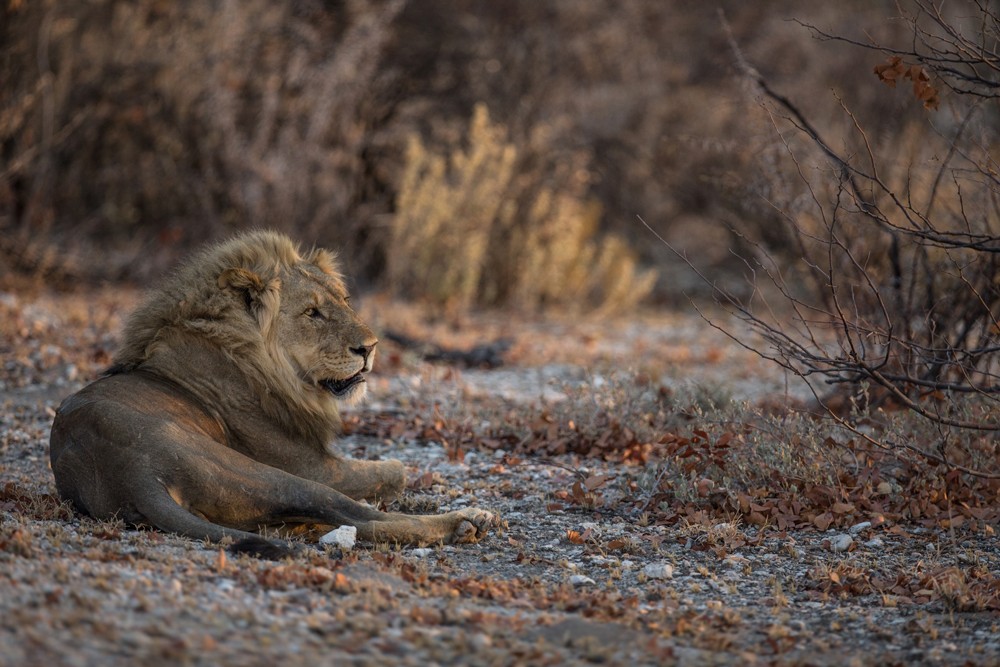A regal lion surveys his kingdom