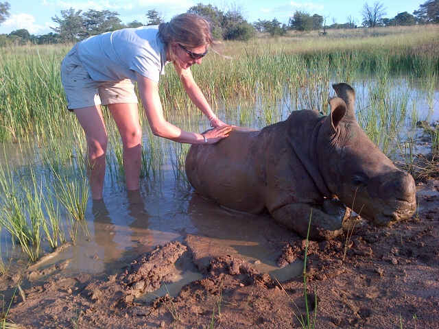 baby rhinos