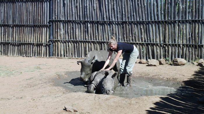 baby rhinos