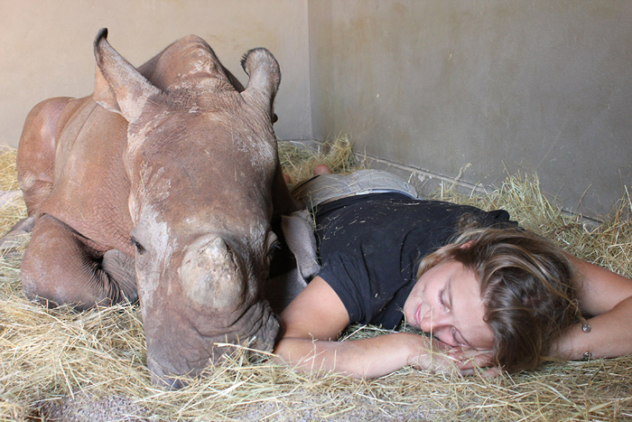 baby rhinos