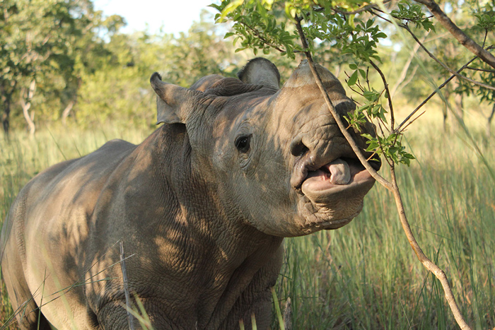 baby rhinos