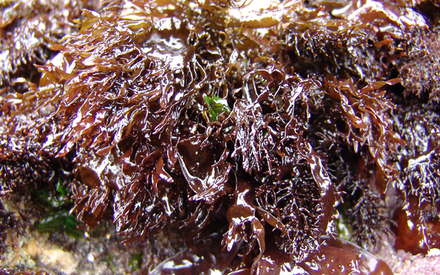 seaweed