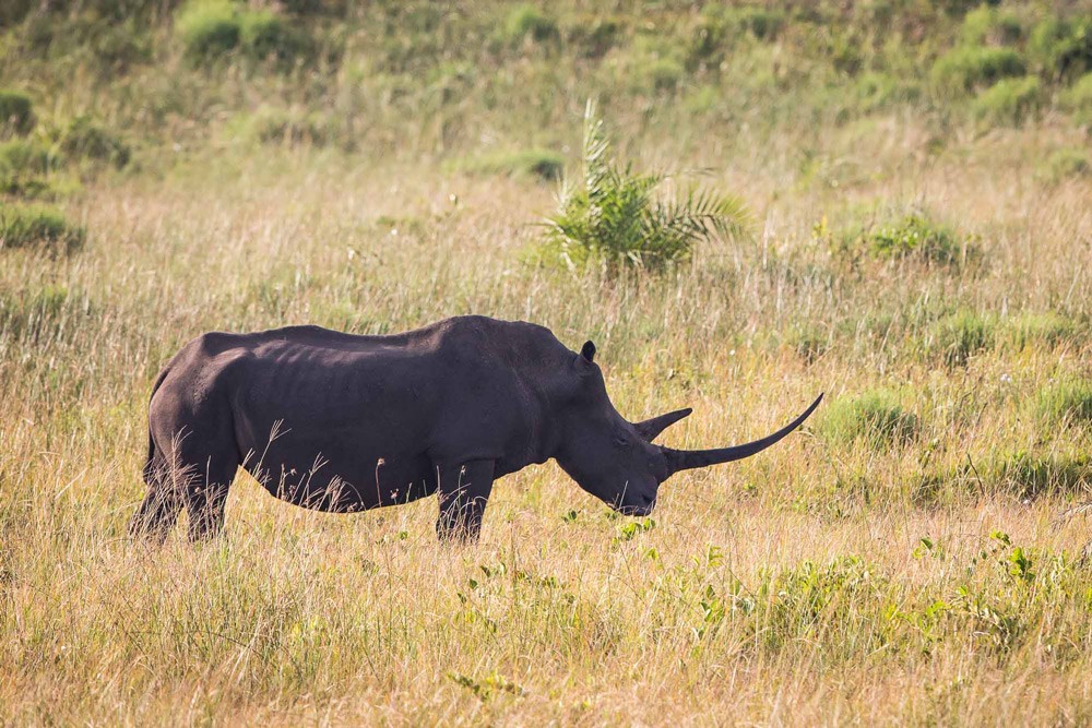 iSimangaliso