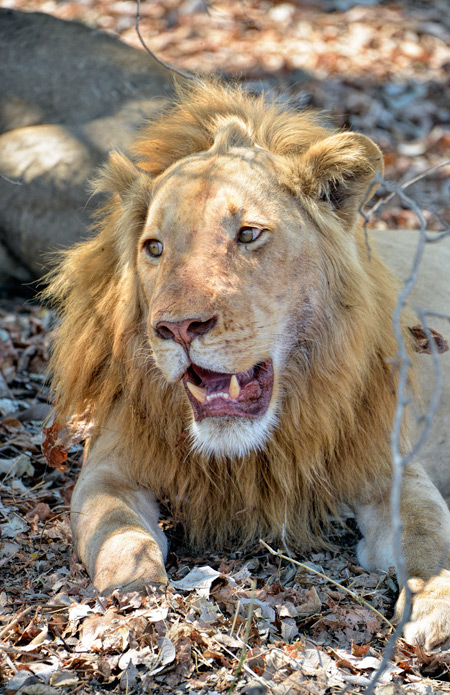 strawberry-blonde-lion-luangwa.jpg