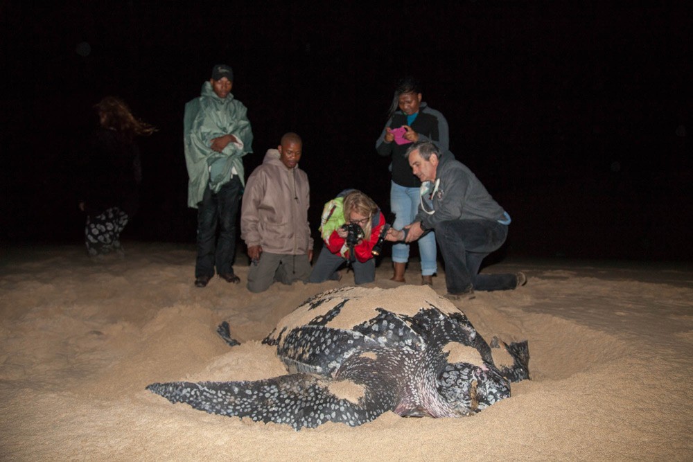 Don’t miss turtle nesting season ©Scott Ramsay, LoveWildAfrica.com