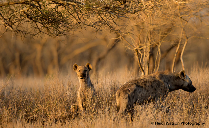two-spotted-hyenas-rhino-river-lodge