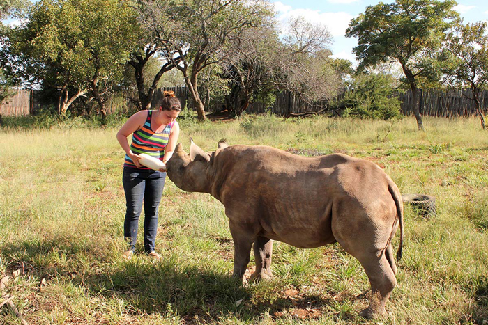 baby rhinos