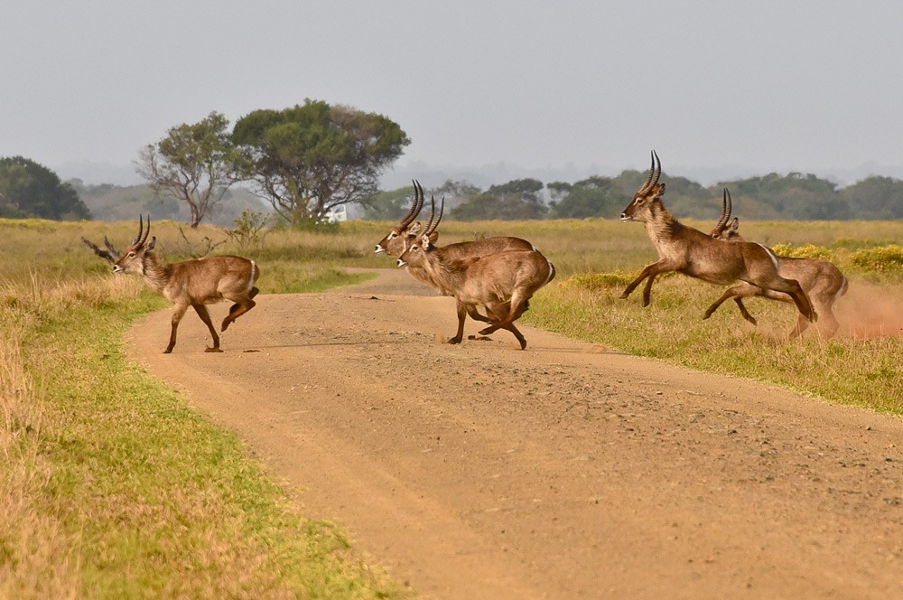 iSimangaliso