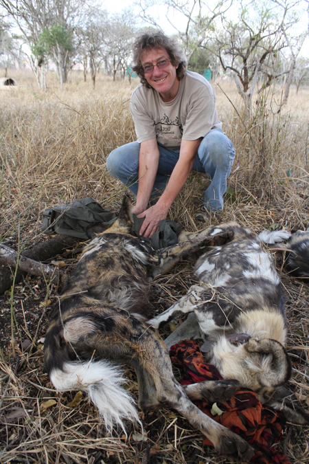 african hunting dog for sale