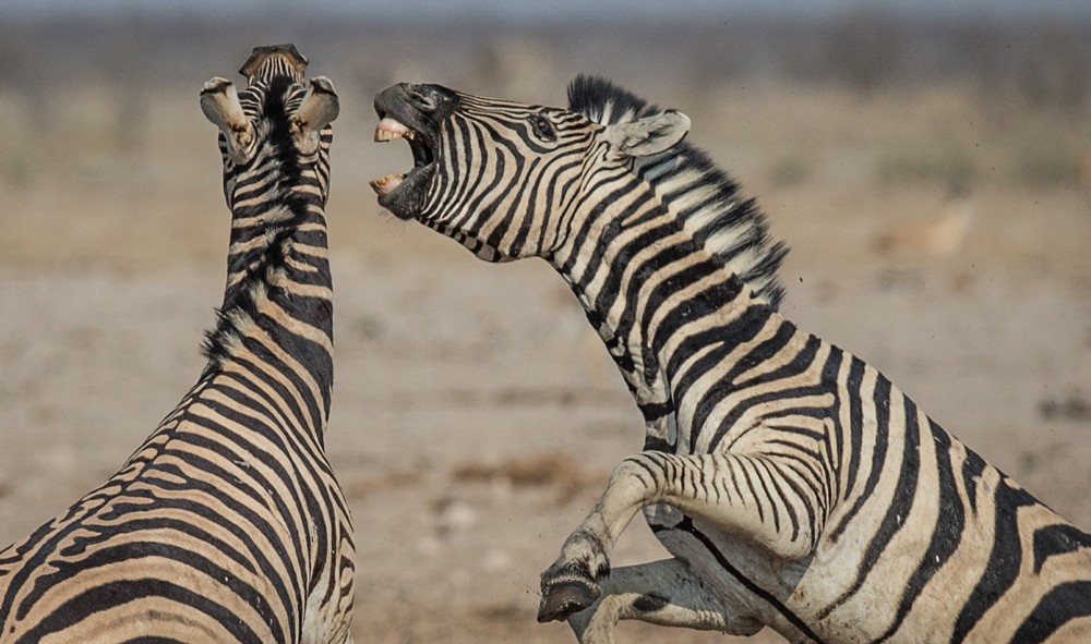 Zebras fighting