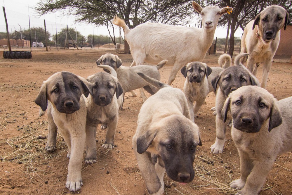 anatolian-shepherd-puppies-eli-walker-cheetah-conservation-fund