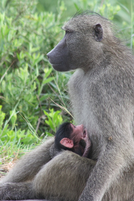 Babies in the bushveld - Africa Geographic