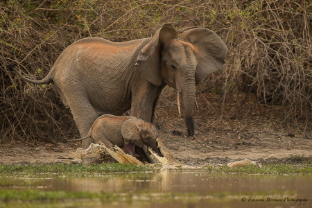 baby-elephant-crocodile - Africa Geographic