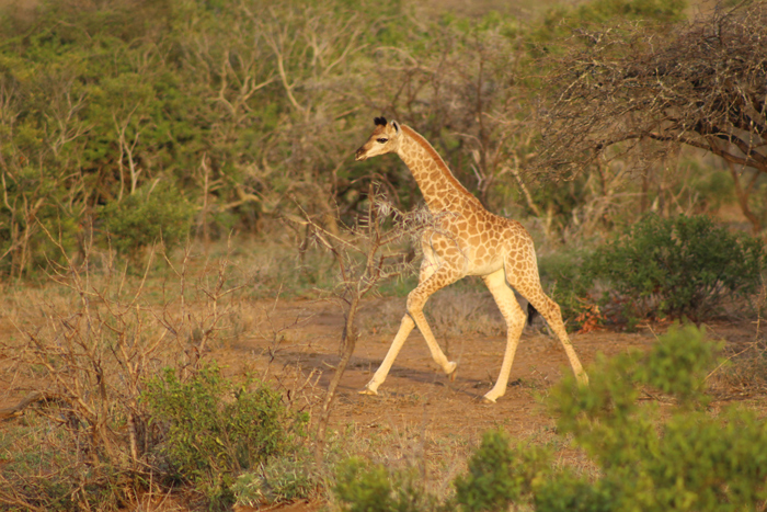 baby-south-african-giraffe-zululand-rhino-reserve