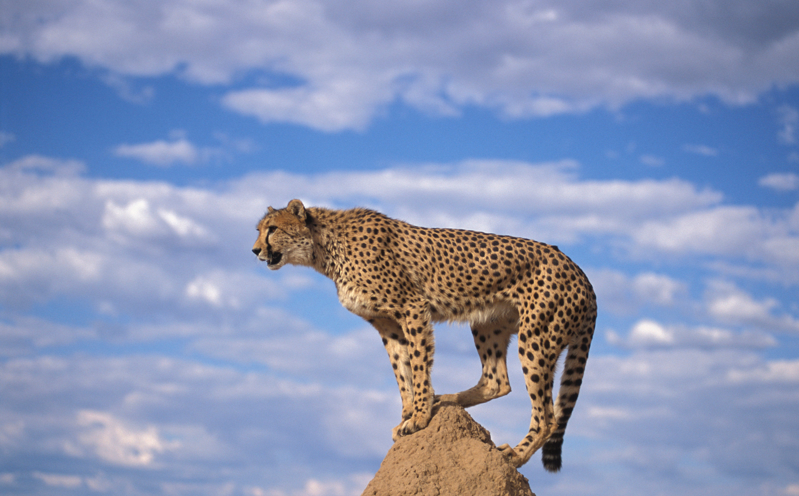 A cheetah on an anthill ©Andrew Harrington, Cheetah Conservation Fund