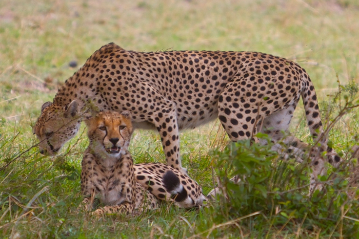 Cheetahs and vultures in the Serengeti - Africa Geographic