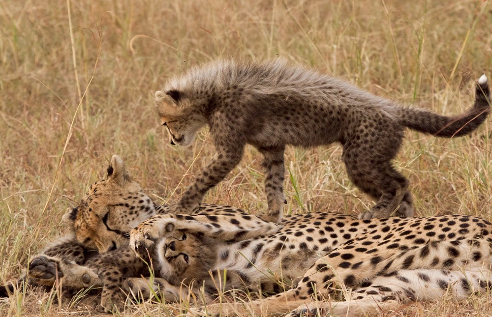 cheetah-cub-playing-with-mum-cristian-boix
