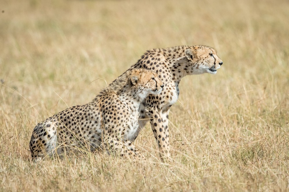 cheetah-maasai-mara-neal-cooper-photography