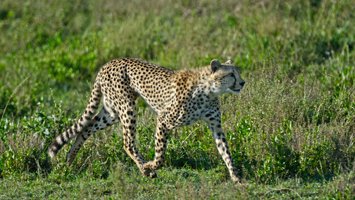 Cheetahs in the Serengeti - Africa Geographic