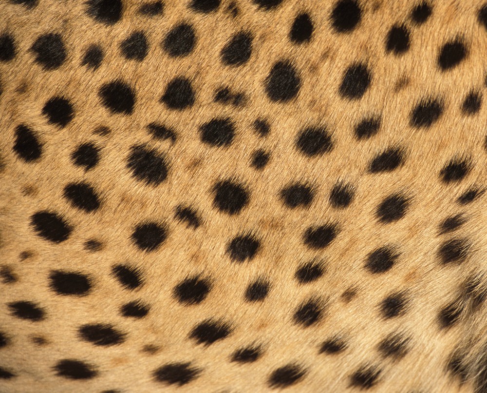 cheetah-spots-andrew-harrington-cheetah-conservation-fund