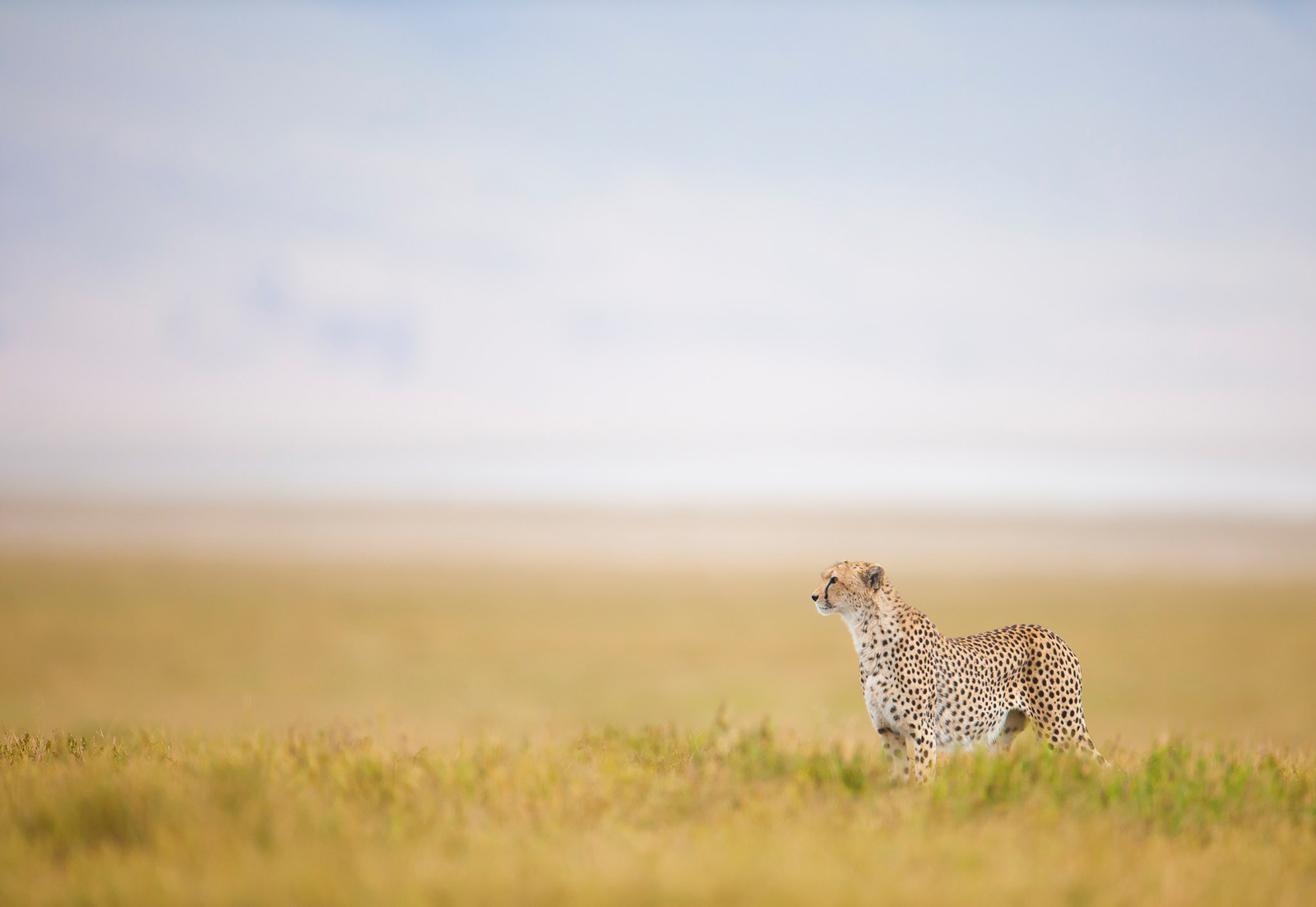 cheetah-wim-van-den-heever