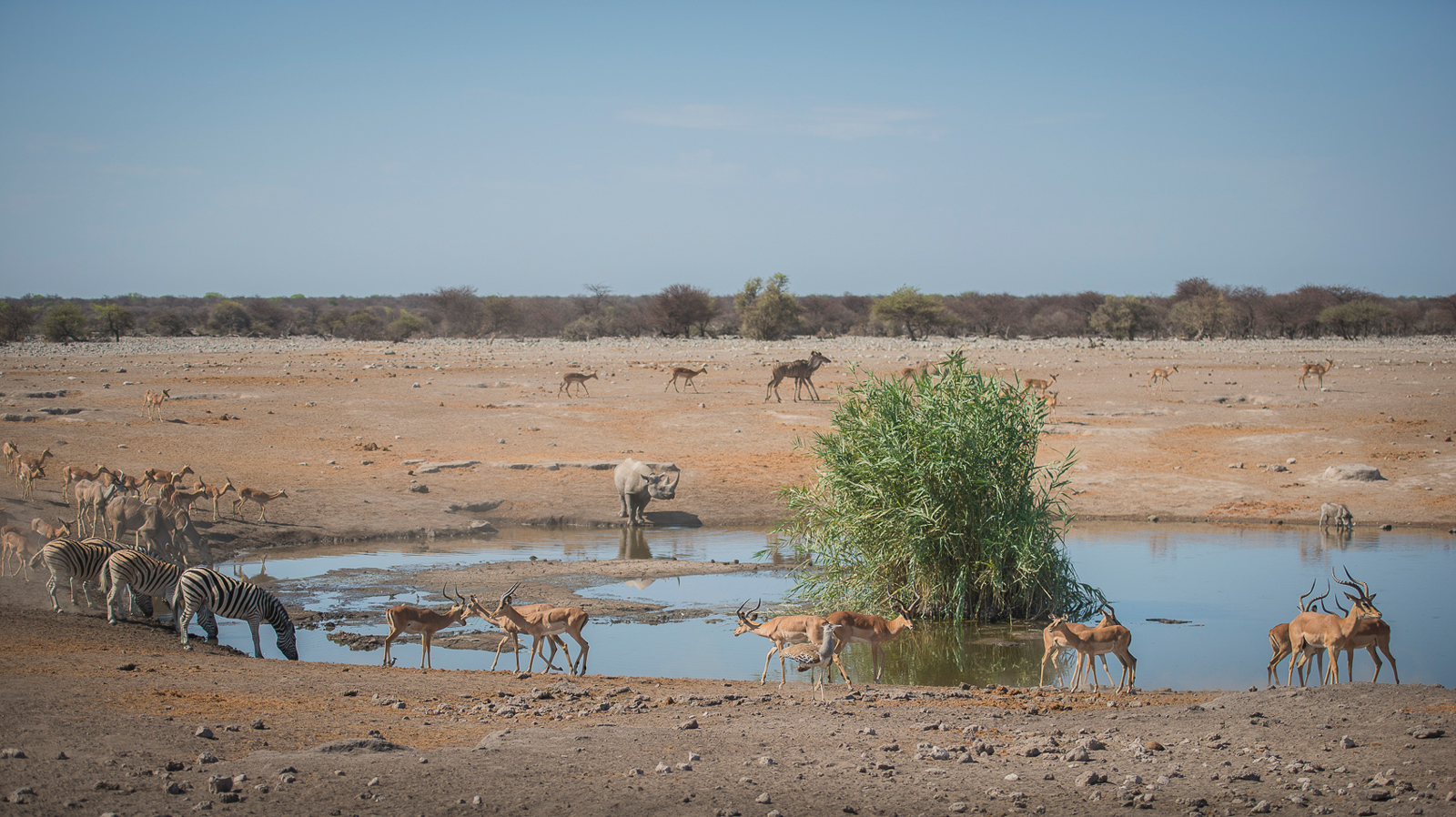 Etosha - Life at the life-giving Chudop waterhole ©Anja Denker