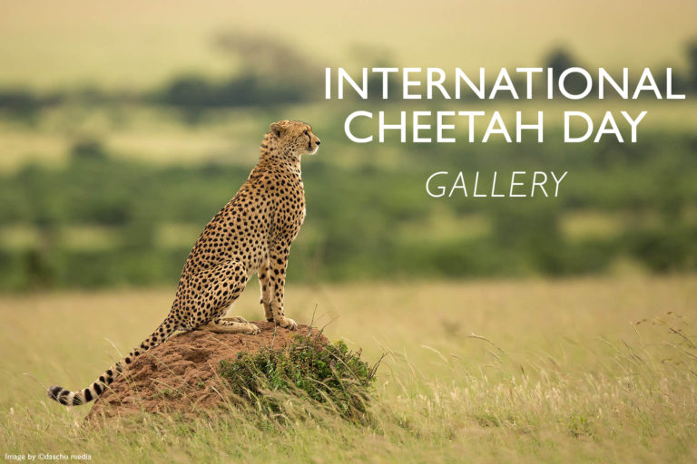 Gallery International Cheetah Day Africa Geographic