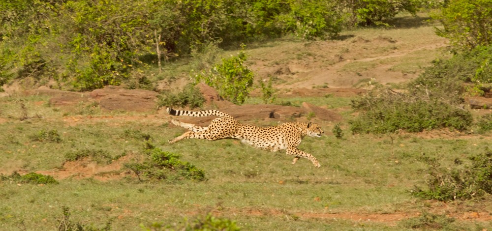 cristian-boix-malaika-leaping-in-full-chase