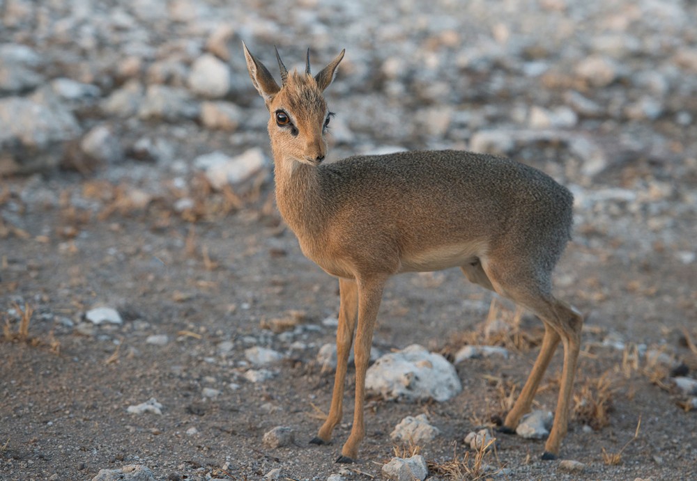 Etosha - A damara dik-dik ©Anja Denker