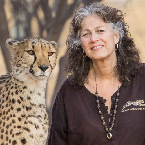 dr-laurie-marker-cheetah-conservation-fund